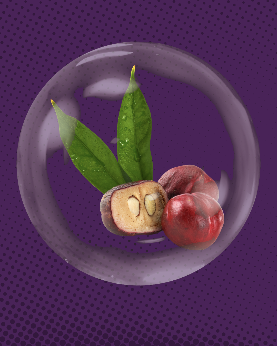 Phaleria Macrocarpa Fruktus Ekstrak (Mahkota Dewa)