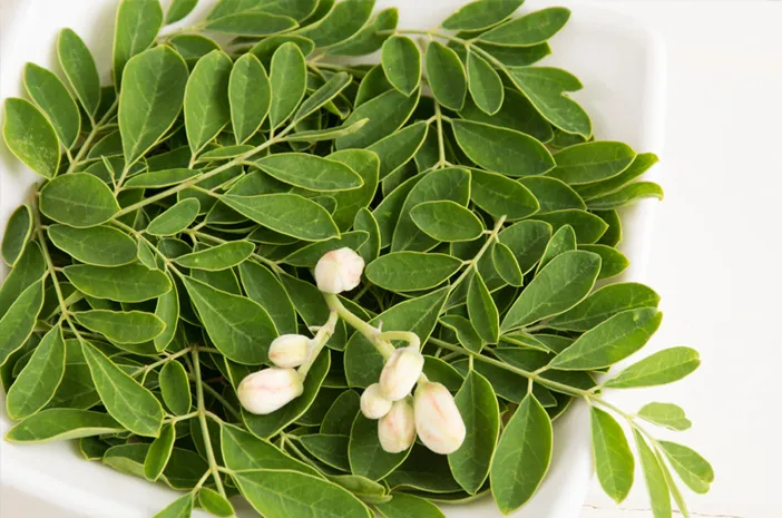 Moringa Oliefera Folium Ekstrak (Ekstral daun kelor)